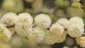 Camel Thorn tree flowers - Wild Flower Background from Africa - Spring Surprise Royalty Free Stock Photo