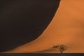 An Camel Thorn tree in front of a red sand dune. Royalty Free Stock Photo