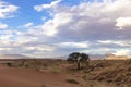 Camel thorn tree between red sand dunes Royalty Free Stock Photo