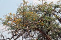 Camel thorn tree Vachellia erioloba - Acacia erioloba - sossusvlei Namibia Africa Royalty Free Stock Photo