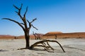 Camel thorn trees in Dead Vlei, Sossusvlei National Park, Namibia