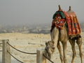 Camel is tied on the background of Cairo