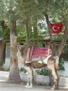 Camel tourist torism turkey turkish flag