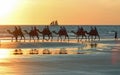 Camel Tours on Cable Beach Broome Broome, Western Australia Royalty Free Stock Photo