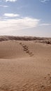 Camel tracks on a dune in the Sahara Desert Royalty Free Stock Photo