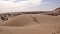 Camel tracks on a dune in the Sahara Desert Royalty Free Stock Photo