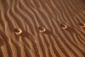 Camel tracks in sand dunes, Oman Royalty Free Stock Photo