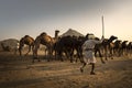 Camel trader in pushkar camel fair Royalty Free Stock Photo