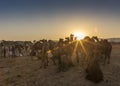 Camel trader in pushkar camel fair Royalty Free Stock Photo