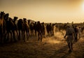 camel trader in pushkar camel fair Royalty Free Stock Photo