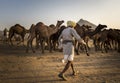 Camel trader in pushkar camel fair Royalty Free Stock Photo