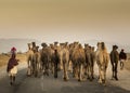 Camel trader in pushkar camel fair Royalty Free Stock Photo
