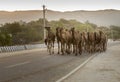 Camel trader in pushkar camel fair Royalty Free Stock Photo