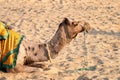 Camel with traditioal dress, waiting for tourists for camel ride at Thar desert, Rajasthan, India. Camels, Camelus dromedarius Royalty Free Stock Photo