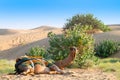 Camel with traditioal dress, is waiting for tourists for camel ride at Thar desert, Rajasthan, India. Camels, Camelus dromedarius Royalty Free Stock Photo