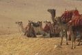 Camel train Royalty Free Stock Photo