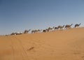 Camel Train