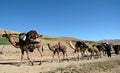 A camel train on a dirt track near Chaghcharan, Ghor Province, Central Afghanistan