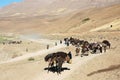 A camel train and donkeys on a dirt track near Chaghcharan, Ghor Province, Central Afghanistan