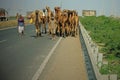 Camel train on an Indian highway