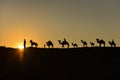 Camel train