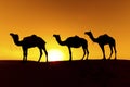 Camel train on sand dunes. Royalty Free Stock Photo
