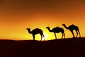 Camel train Silhouette.