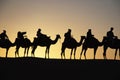 Camel trekking tours in the desert - dromadaires safary Royalty Free Stock Photo