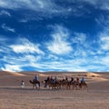 Camel trekking in Western Sahara, Morocco Royalty Free Stock Photo