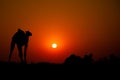 Camel with tribesmen at sunset