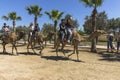 Camel trip on Cyprus Island