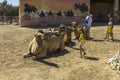 Camel trip on Cyprus Island