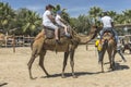 Camel trip on Cyprus Island