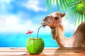 Camel in a tropical beach island drinking coconut juice