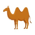 Camel with two hump, bactrian. Desert animal standing, side view. Cartoon vector. Flat icon design, isolated on white Royalty Free Stock Photo