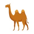 Camel with two hump, bactrian. Desert animal standing, side view. Cartoon vector. Flat icon design, isolated on white Royalty Free Stock Photo