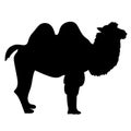 Camel two humped smiling cartoon. Vector illustration Royalty Free Stock Photo