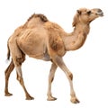 Camel with two humps, side view pose Royalty Free Stock Photo