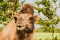 camel two-hunched Royalty Free Stock Photo
