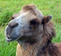 Camel is an ungulate