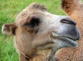 Camel is an ungulate