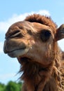 Camel is an ungulate