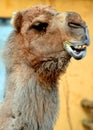 Camel is an ungulate within the genus Camelus Royalty Free Stock Photo