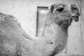 Camel is an ungulate within the genus Camelus Royalty Free Stock Photo