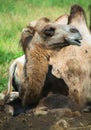 Camel is an ungulate within the genus Camelus Royalty Free Stock Photo