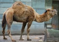 Camel is an ungulate within the genus Camelus,