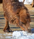 Camel is an ungulate within the genus Camelus Royalty Free Stock Photo