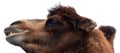 Camel is an ungulate within the genus Camelus,