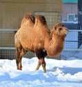 Camel is an ungulate within the genus Camelus,