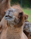 Camel  is an ungulate within the genus Camelus, Royalty Free Stock Photo